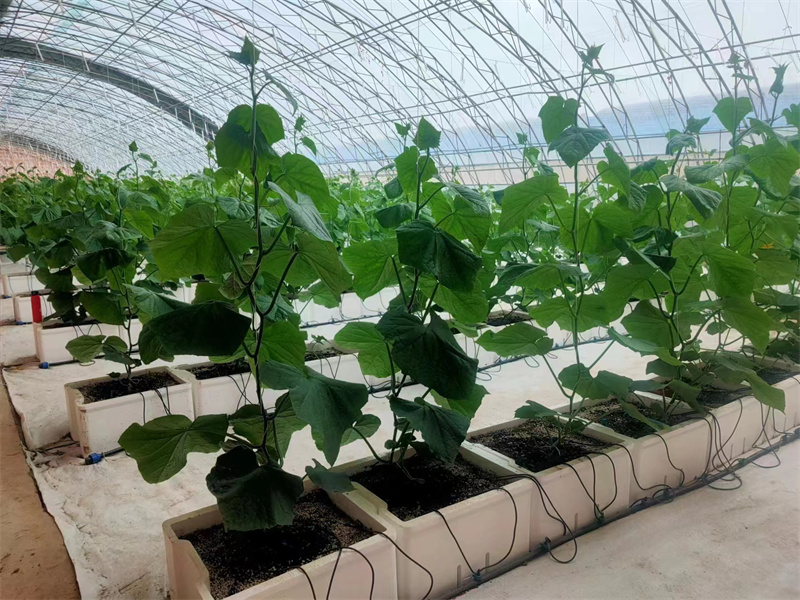 智能温室在智能玻璃温室中的优点